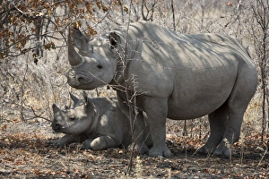 Shade Prints: Africa, Namibia, Etosha National Park. Mother rhinosceros and baby in shade. Credit as