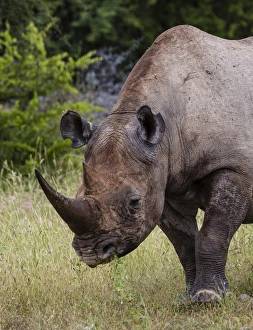 Images Dated 13th April 2014: Africa, Namibia, Etosha National Park. Head and shoulders of rhinoceros grazing on grass