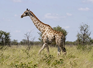 Images Dated 10th April 2014: Africa, Namibia, Etosha National Park. Giraffe walking through grasses. Credit as