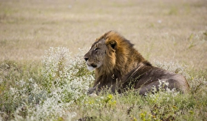 Images Dated 11th April 2014: Africa, Namibia, Etosha National Park. Adult male lion resting
