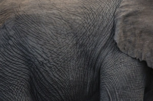 Images Dated 12th April 2014: Africa, Namibia, Etosha National Park. Textured hide of elephant