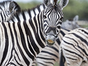 Images Dated 10th April 2014: Africa, Namibia, Etosha National Park. Zebra looking at camera