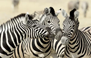 Namibia Collection: Africa, Namibia, Etosha, National Park. Three zebras nose to nose