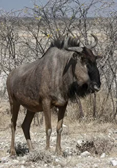 South Africa Gallery: Africa, Namibia, Etosha National Park. Close-up of solitary wildebeest. Credit as