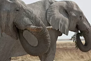 South Africa Collection: Africa, Namibia, Etosha National Park. Two elephants eating plants