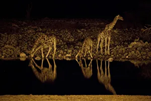 Africa, Namibia, Etosha National Park. Giraffe drink at the Okaukuejo waterhole at night