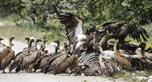 Africa, Namibia, Etosha National Park. Vultures on zebra carcass