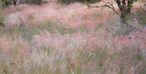 Africa, Namibia, Etosha National Park. Red grasses moving in the wind. Credit as