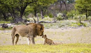 Images Dated 12th April 2014: Africa, Namibia, Etosha National Park. Alpha male lion inspects cub