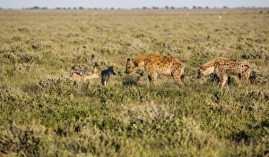 Images Dated 11th April 2014: Africa, Namibia, Etosha National Park. Hyenas and black-backed jackals at carcass