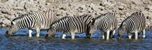Africa, Namibia, Etosha National Park, Zebras at the Watering Hole