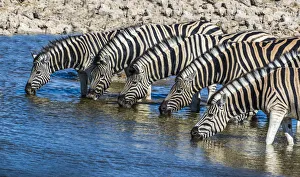 Africa, Namibia, Etosha National Park, Zebras at the Watering Hole