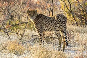 Africa, Namibia, Etosha National Park, Cheetah Looking Around Before Going into the Bush