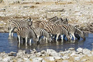 Africa, Namibia, Etosha National Park, Zebras at the Watering Hole