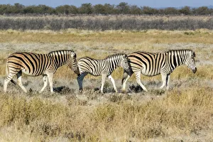 Images Dated 5th July 2017: Africa, Namibia, Etosha National Park. Zebra family walking through the Savanna