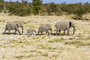 Africa, Namibia, Etosha National Park. Family of elephants walking