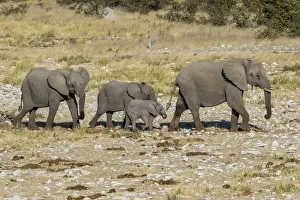 Family Prints: Africa, Namibia, Etosha National Park. Family of elephants walking