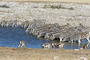 Images Dated 6th July 2017: Africa, Namibia, Etosha National Park. Zebras at the watering hole