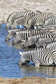 Images Dated 6th July 2017: Africa, Namibia, Etosha National Park. Zebras at the watering hole