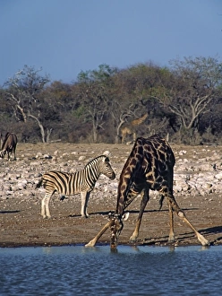 Images Dated 11th August 2009: Africa, Namibia, Etosha National Park