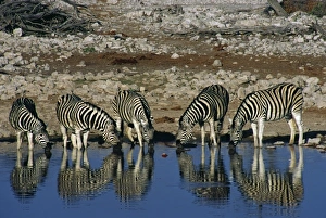 Images Dated 11th August 2009: Africa, Namibia, Etosha National Park. Burchells zebras (Equus quagga burchellii)