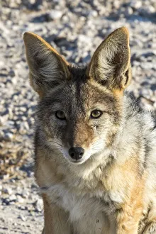 Hollice Looney Prints: Africa, Namibia, Etosha National Park, Hyena