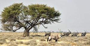 Images Dated 2nd September 2014: Africa, Namibia, Etosha National Park. Five oryx and tree