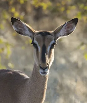 Ungulate Prints: Africa, Namibia, Etosha National Park, Springbok