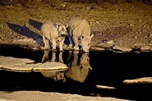 Africa, Namibia, Etosha NP. Black Rhinoceros (Diceros bicornis) with youngster drinking