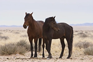 Feral Prints: Africa, Namibia, Garub. Two members of herd of feral horses. Credit as: Bill Young