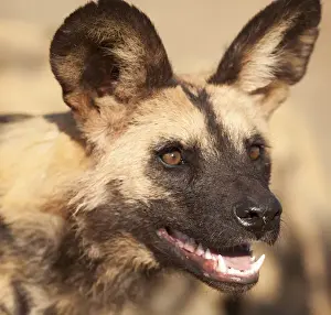 Wild Dog Prints: Africa, Namibia, Harnas, Harnas Wildlife Foundation and Guest Farm