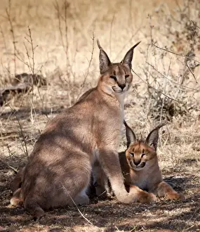 Images Dated 26th June 2011: Africa, Namibia, Harnas, Harnas Wildlife Foundation and Guest Farm