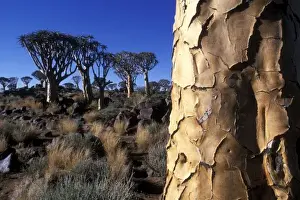 Africa, Namibia, Keetmanshoop, Afternoon sun lights Quiver Tree (Aloe dichotoma) in Kokerboomwoud
