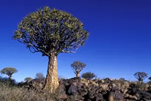 Africa, Namibia, Keetmanshoop, Afternoon sun lights Quiver Tree (Aloe dichotoma) in Kokerboomwoud
