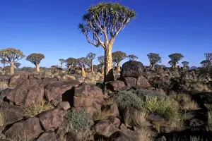 Africa, Namibia, Keetmanshoop, Afternoon sun lights Quiver Tree (Aloe dichotoma) in Kokerboomwoud