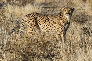 Images Dated 28th June 2017: Africa, Namibia, Keetmanshoop. Cheetah at the Quiver tree Forest Rest Camp