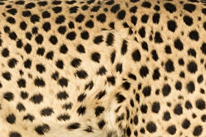 Africa Collection: Africa, Namibia, Keetmanshoop. Close-up view of cheetah fur