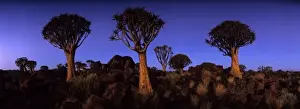 Africa, Namibia, Keetmanshoop, Evening twilight lights Quiver Tree (Aloe dichotoma)