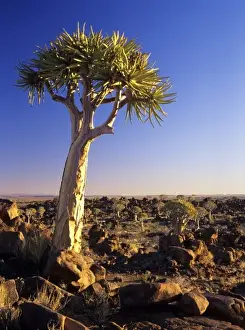 Southern Kalahari Prints: Africa, Namibia, Keetmanshoop, Kokerboom Forest Preserve