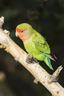 Parrot Prints: Africa, Namibia, Keetmanshoop, Parakeet