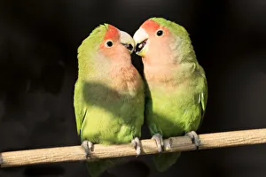 Parrot Prints: Africa, Namibia, Keetmanshoop. Parakeets