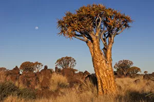 Namibia Collection: Africa, Namibia, Keetmanshoop, Quiver Tree Forest, (Aloe dichotoma), Kokerbooms