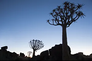 Africa, Namibia, Keetmanshoop, Quiver Tree Forest, (Aloe dichotoma), Kokerbooms