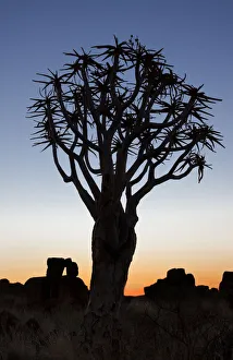 Strength Prints: Africa, Namibia, Keetmanshoop, Quiver Tree Forest, (Aloe dichotoma), Kokerbooms