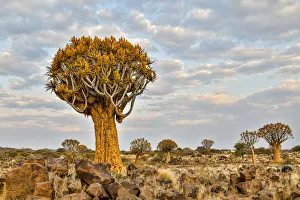 Images Dated 26th June 2017: Africa, Namibia, Keetmanshoop. Quiver tree Forest at the Quiver tree Forest Rest Camp