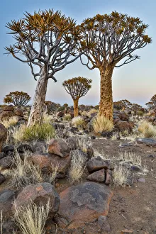 Images Dated 28th June 2017: Africa, Namibia, Keetmanshoop. Quiver tree Forest at the Quiver tree Forest Rest Camp