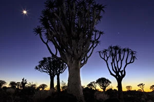 Namibia Gallery: Africa, Namibia, Keetmanshoop. Quivertree Forest at sunrise