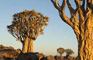 Aloe Prints: Africa, Namibia, Keetmanshoop. Quivertree Forest landscape