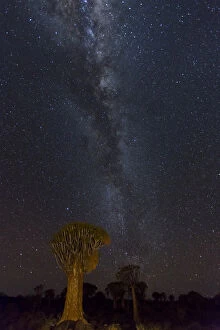 Namibia Gallery: Africa, Namibia, Keetmanshoop. Quivertrees and Milky Way