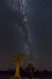 Milky Way Prints: Africa, Namibia, Keetmanshoop. Quivertrees and Milky Way
